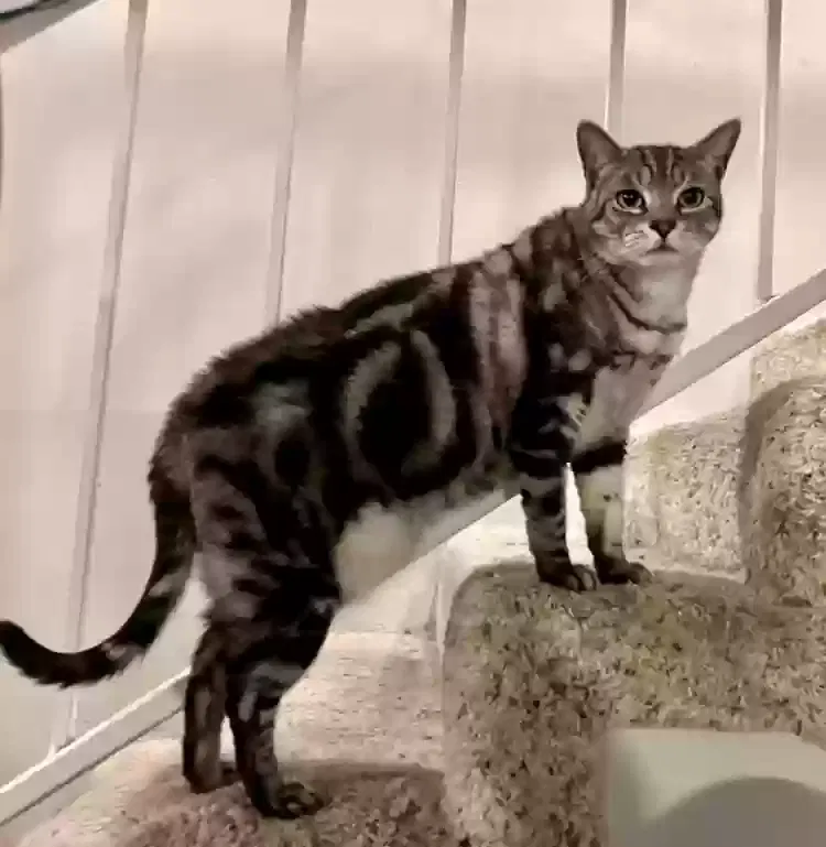 Lost cat in Palos Verdes Peninsula, CA, 90274