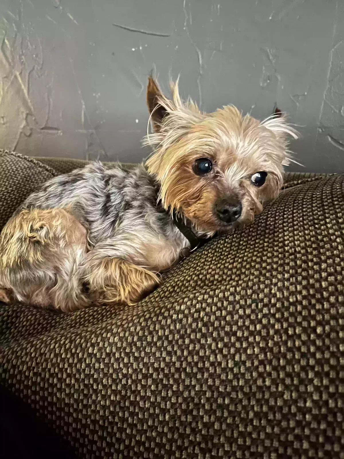 Lost dog in Fort Worth, TX, 76133