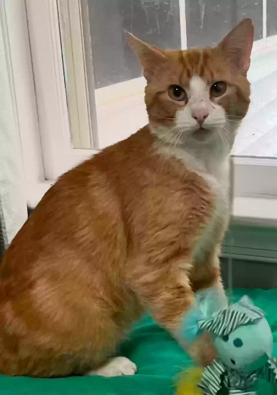 Lost cat in Winston Salem, NC, 27107