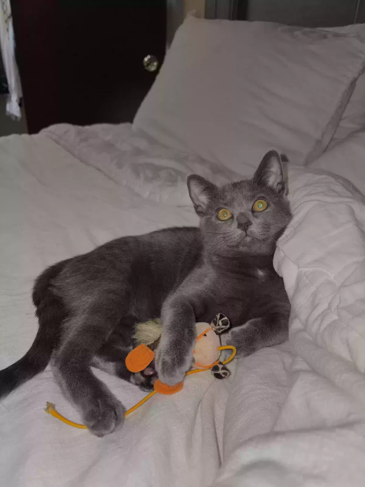 Lost cat in Baton Rouge, LA, 70815
