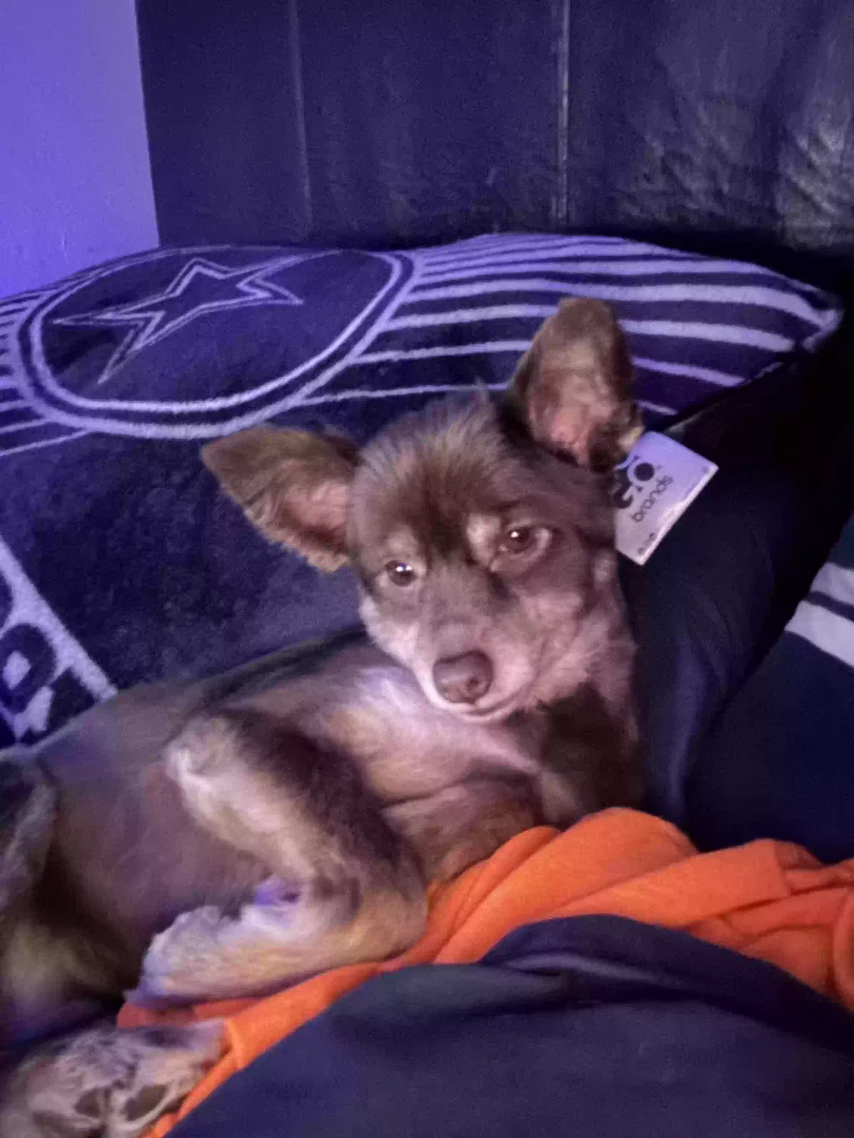 Lost dog in San Antonio, TX, 78228
