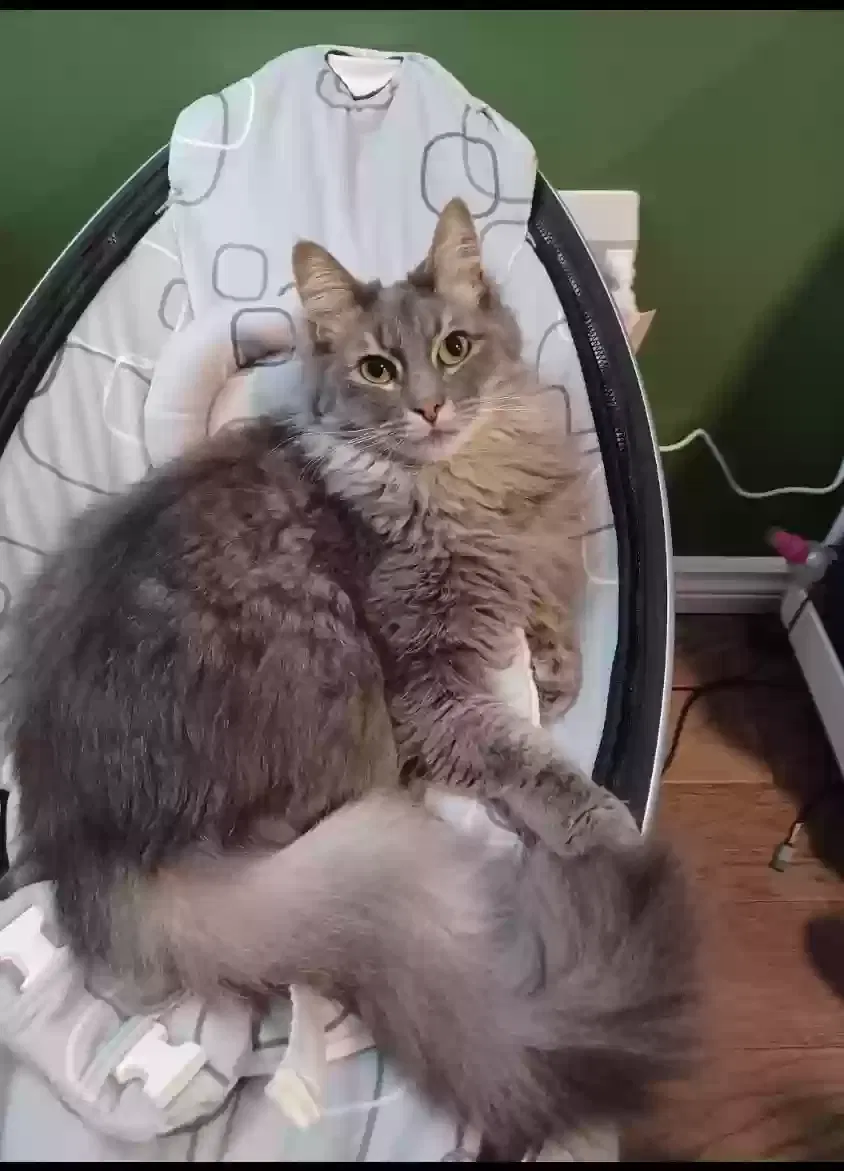 Lost cat in Madison Heights, MI, 48071