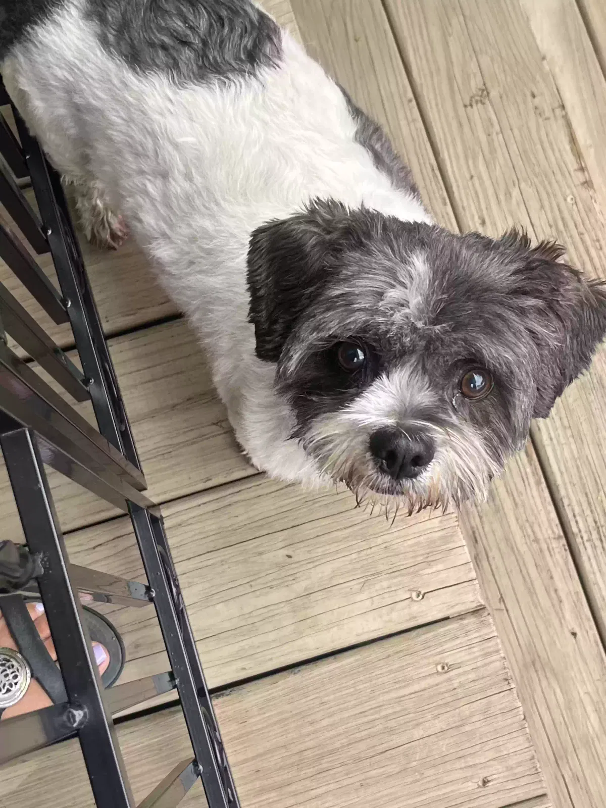 Found dog in Greensboro, NC, 27455