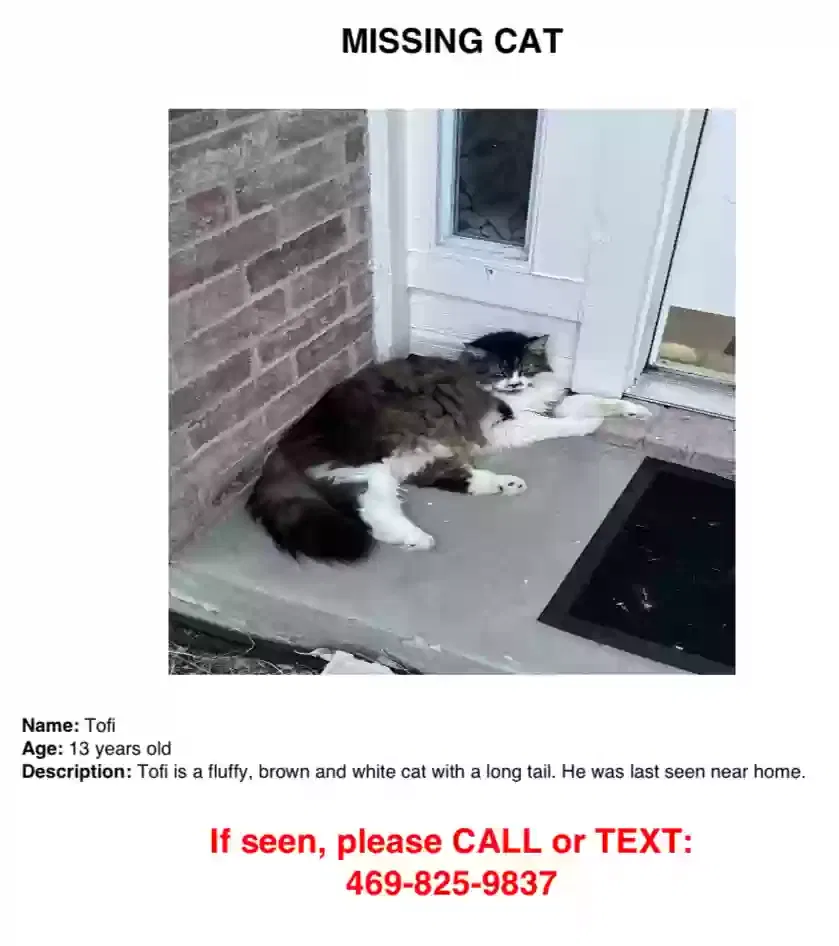 Lost cat in Sachse, TX, 75048