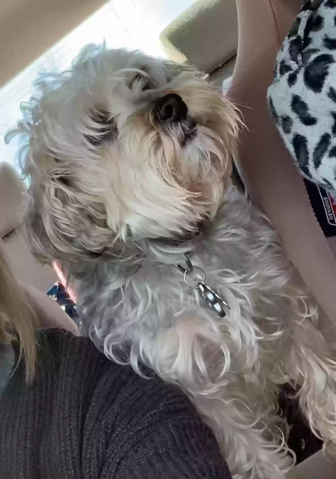 Lost dog in Princeton, IL, 61356
