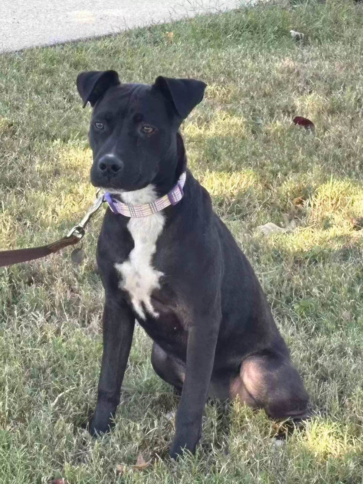 Found dog in Poplar Bluff, MO, 63901