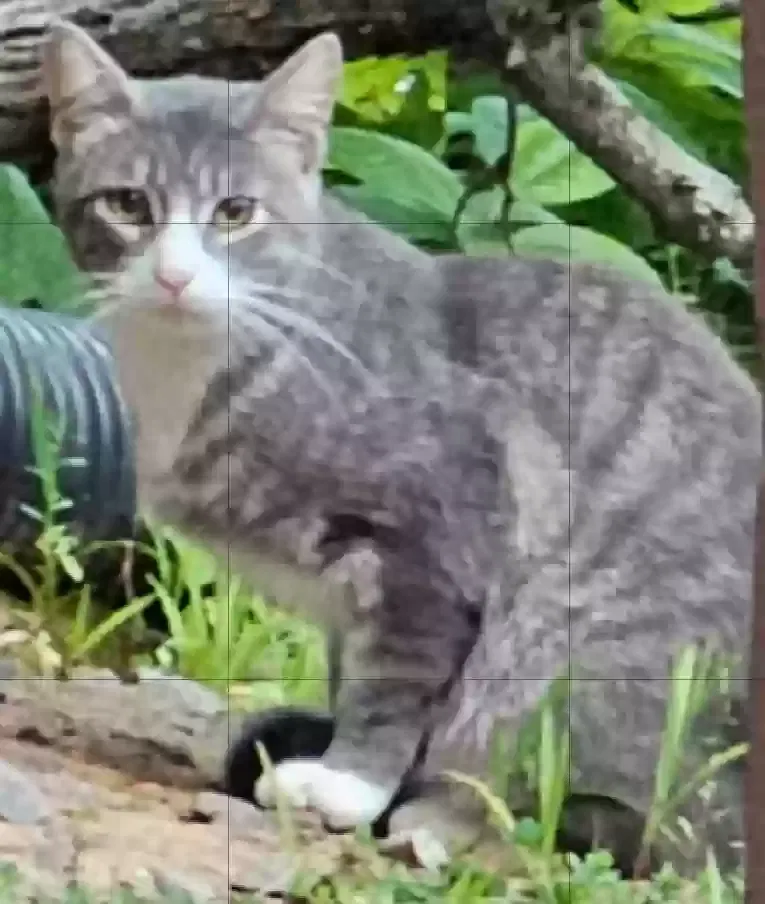 Found cat in Murphy, NC, 28906
