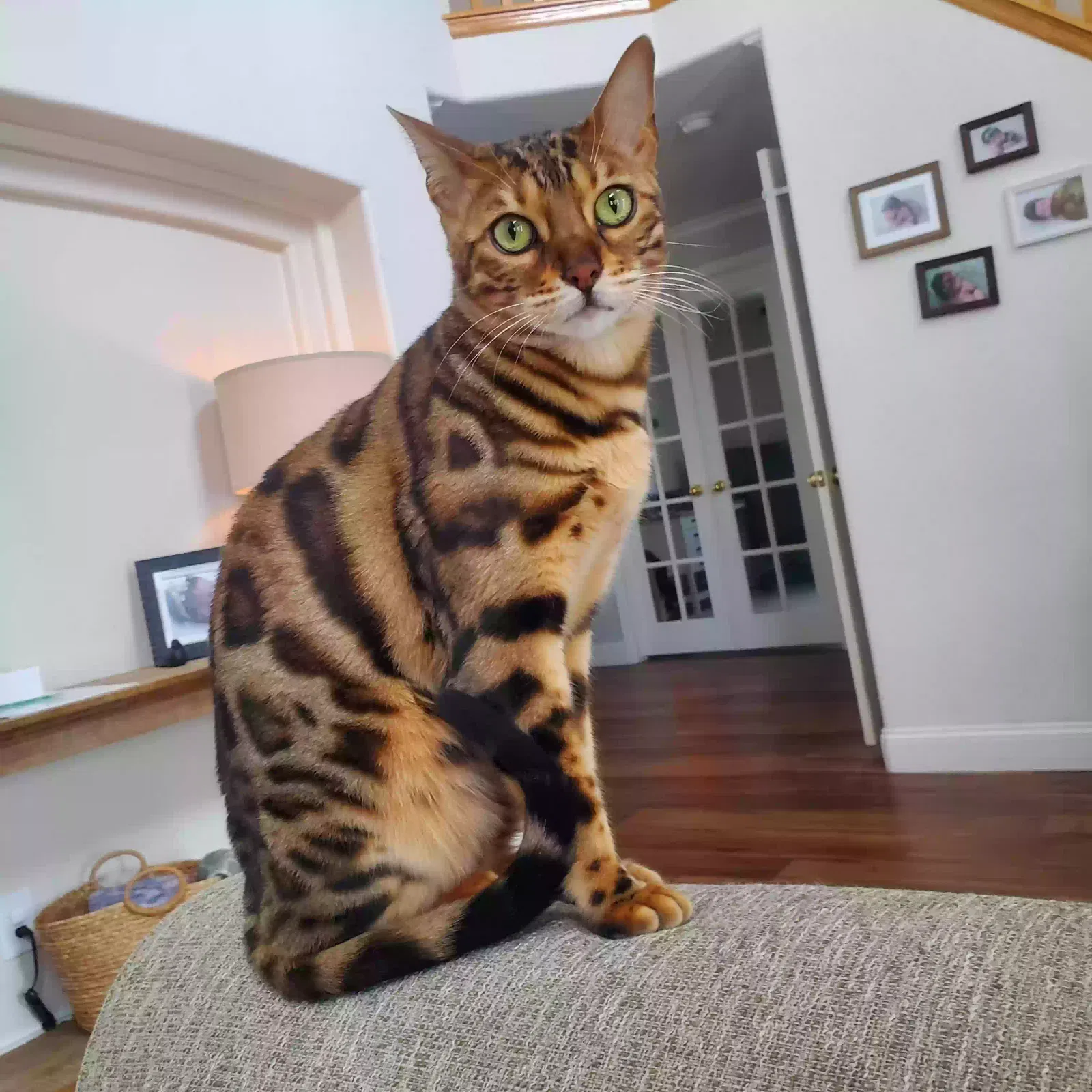 Lost cat in Longmont, CO, 80504