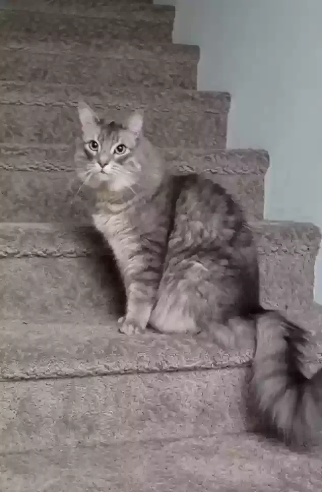 Lost cat in West Des Moines, IA, 50265