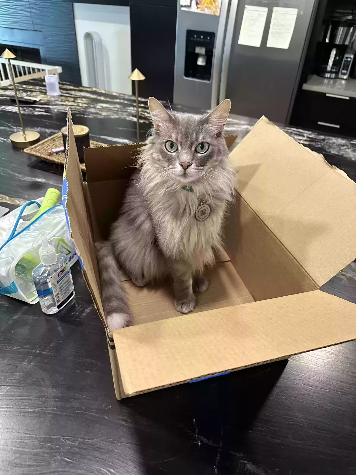 Lost cat in Spring, TX, 77380