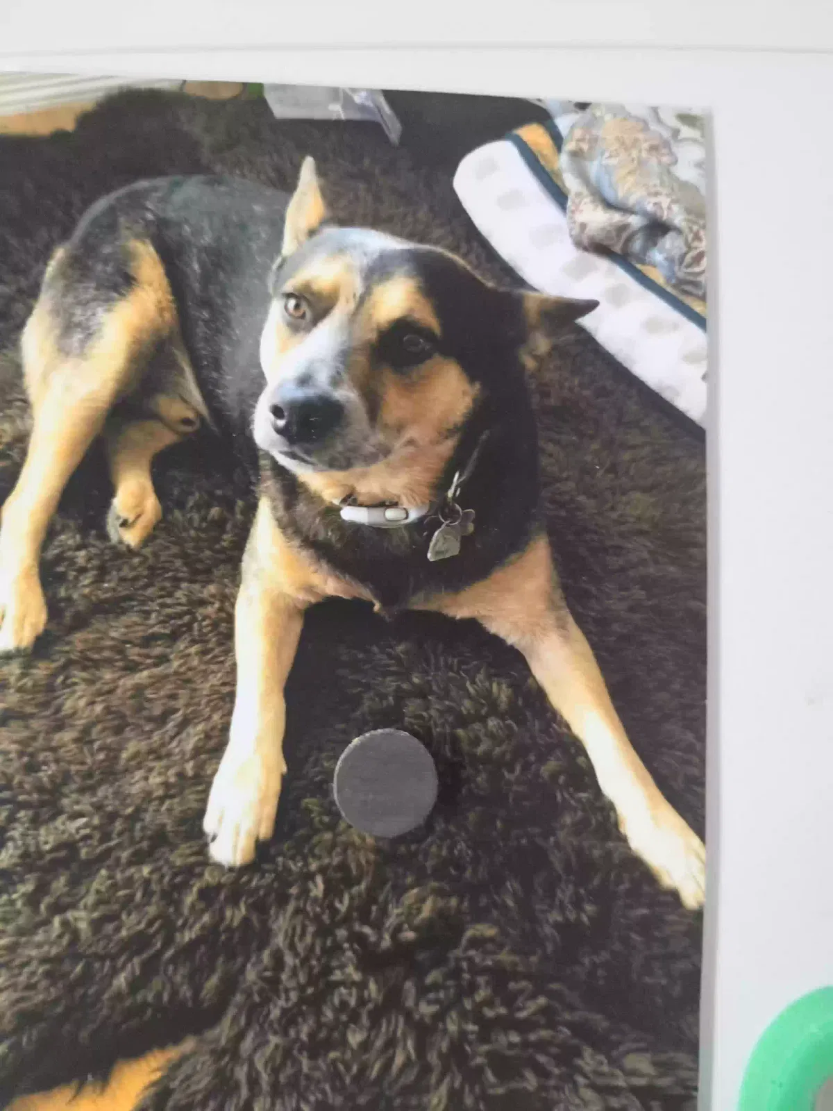 Lost dog in Harlingen, TX, 78550