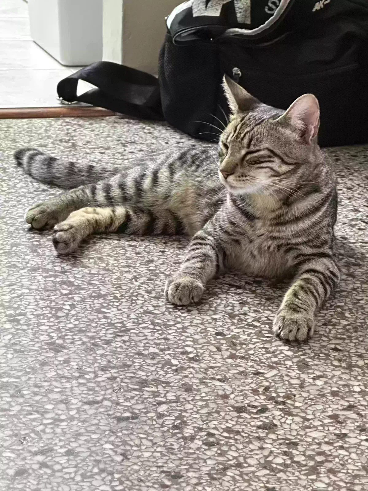 Lost cat in Fort Lauderdale, FL, 33305