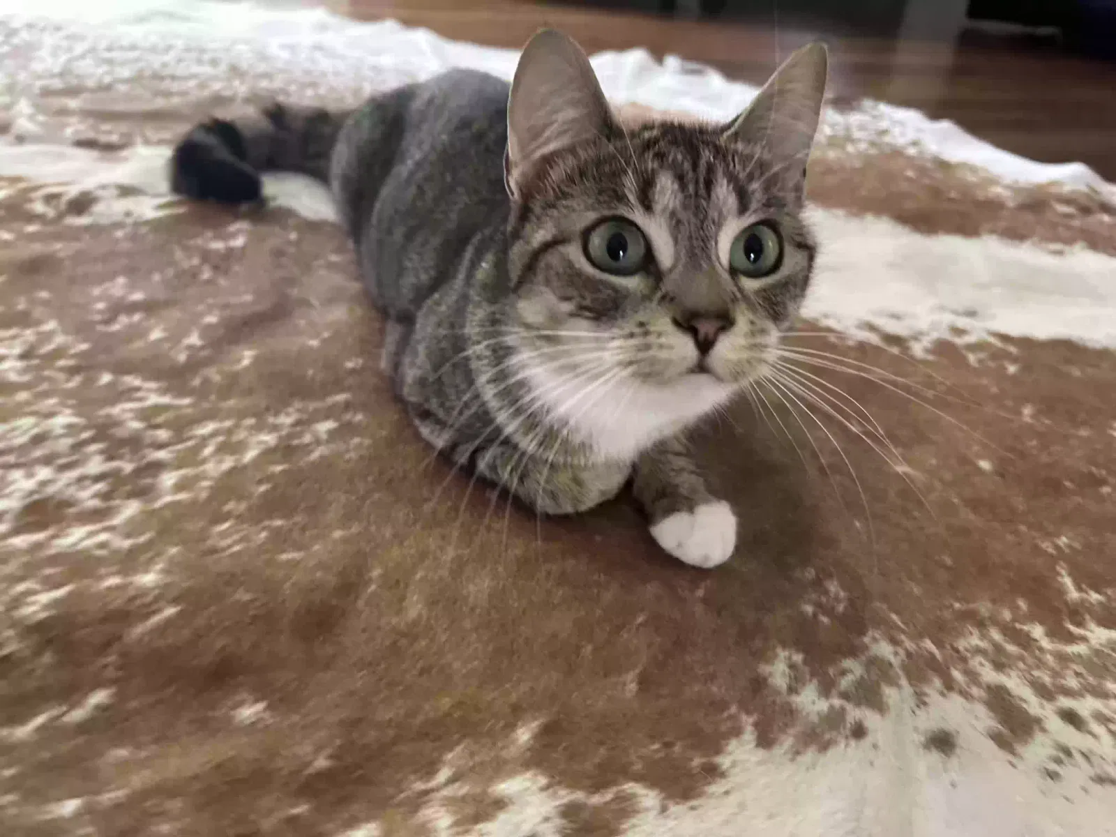 Found cat in Palatine, IL, 60074