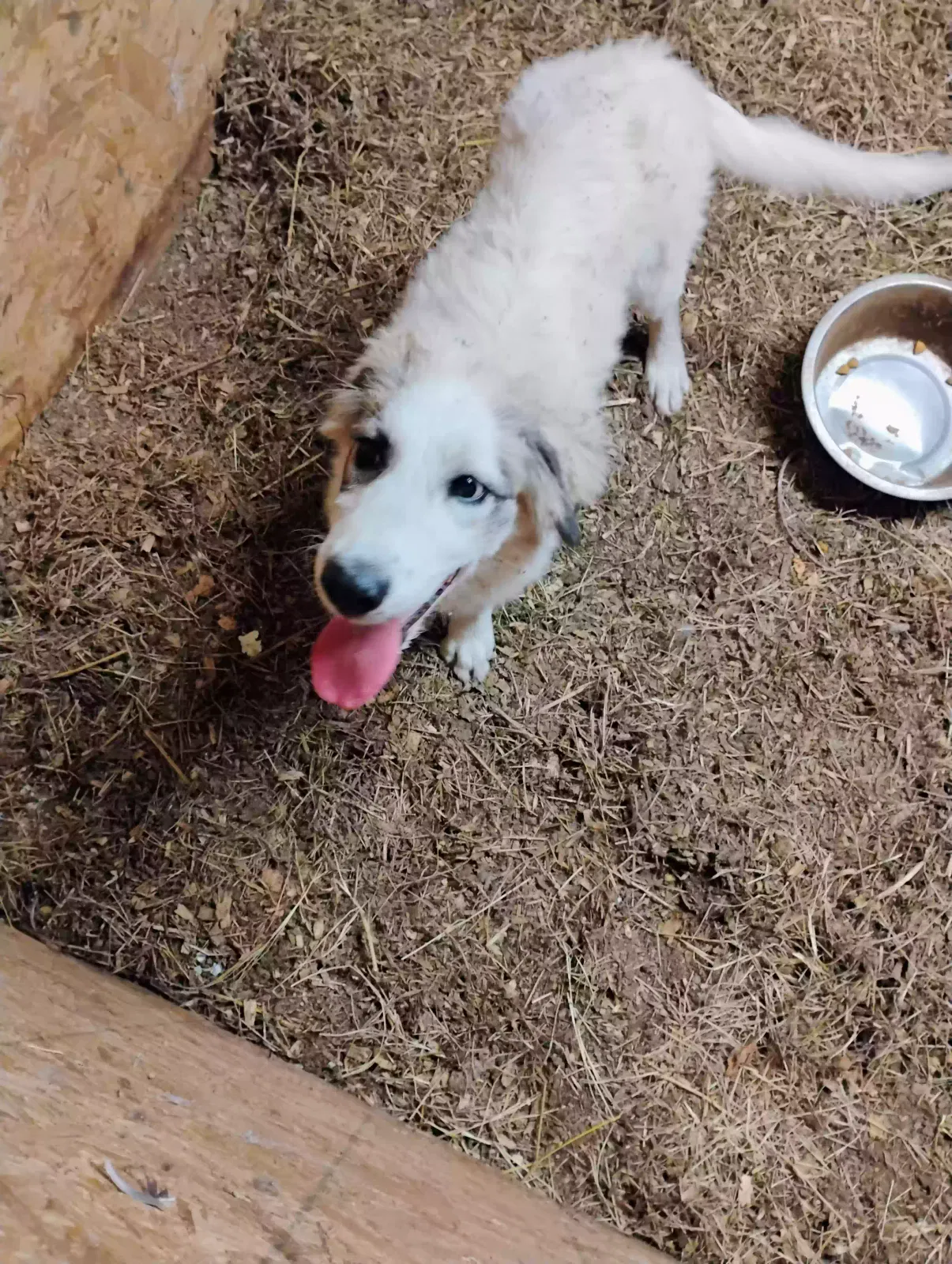 Found dog in Western Grove, AR, 72685