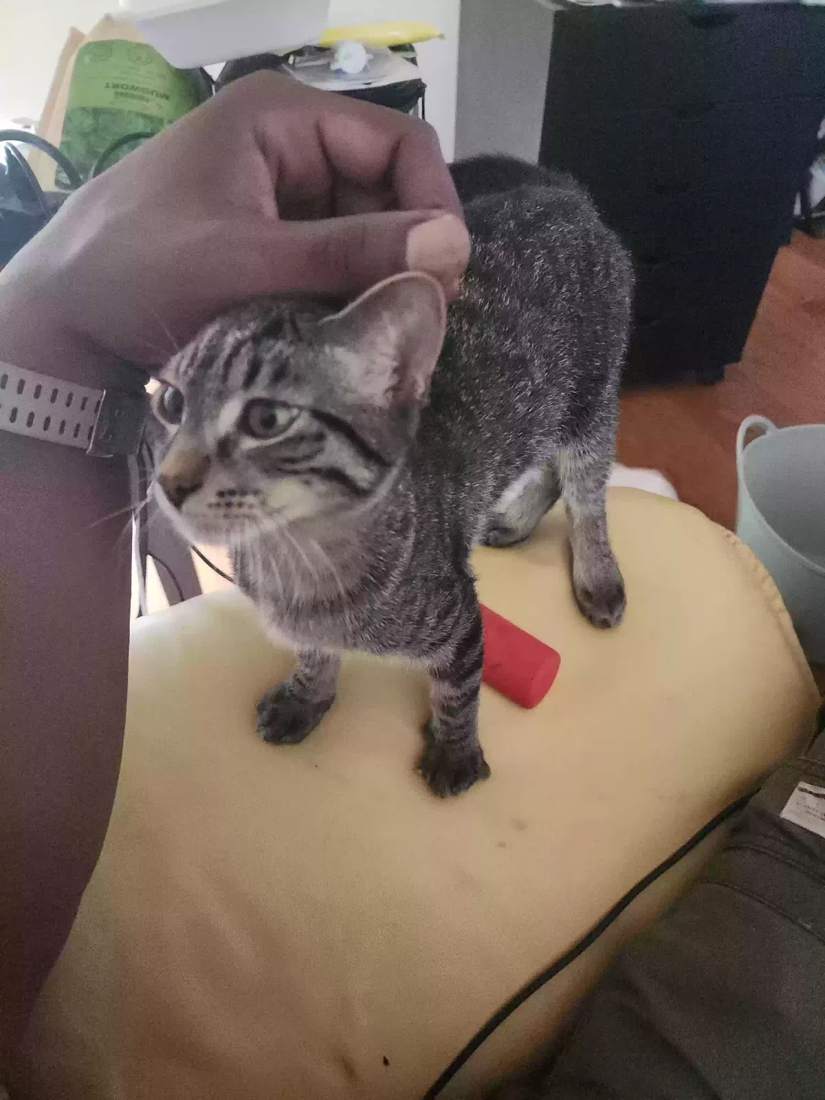 Lost cat in Evanston, IL, 60201