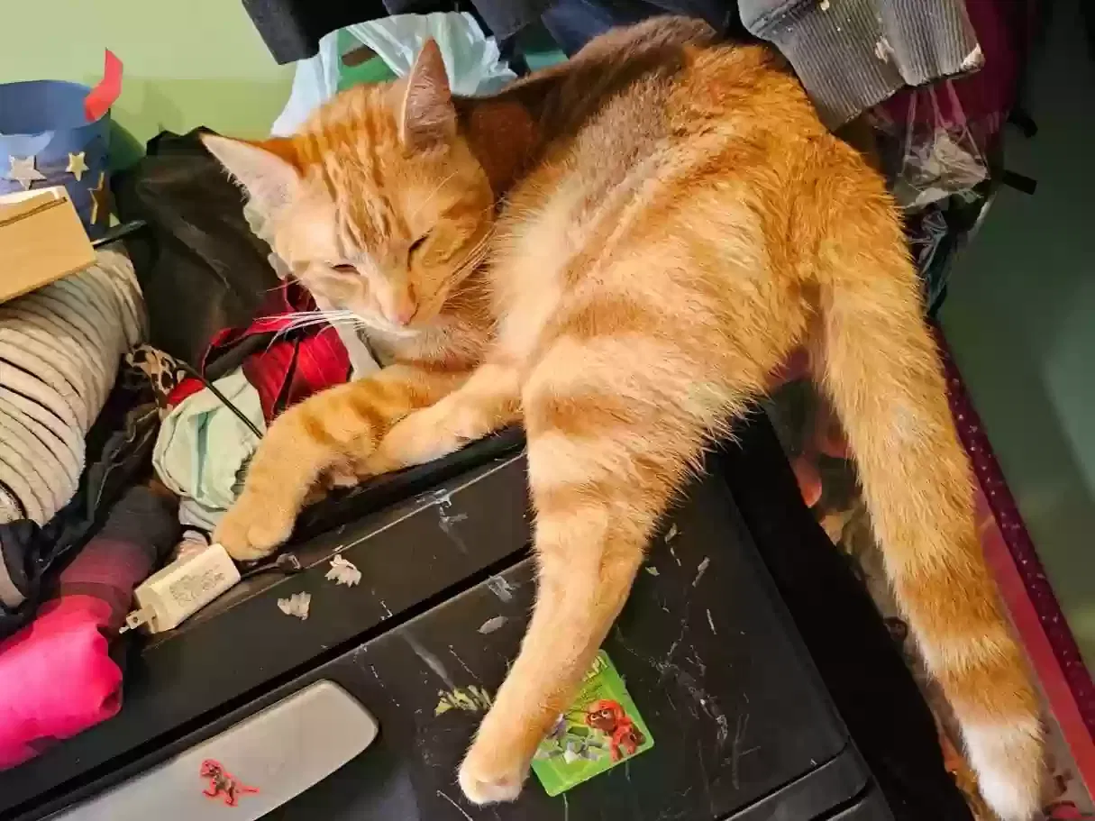 Lost cat in Saint Paul, MN, 55128