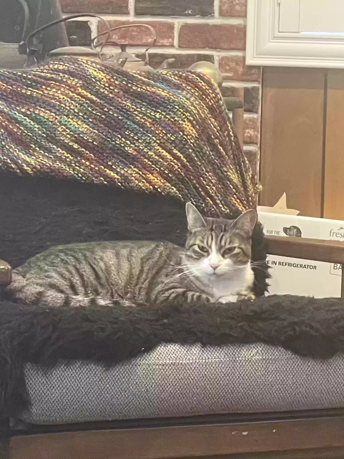 Lost cat in Coronado, CA, 92118