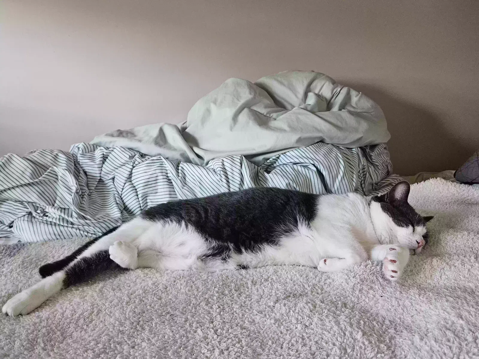 Lost cat in Avon, OH, 44011
