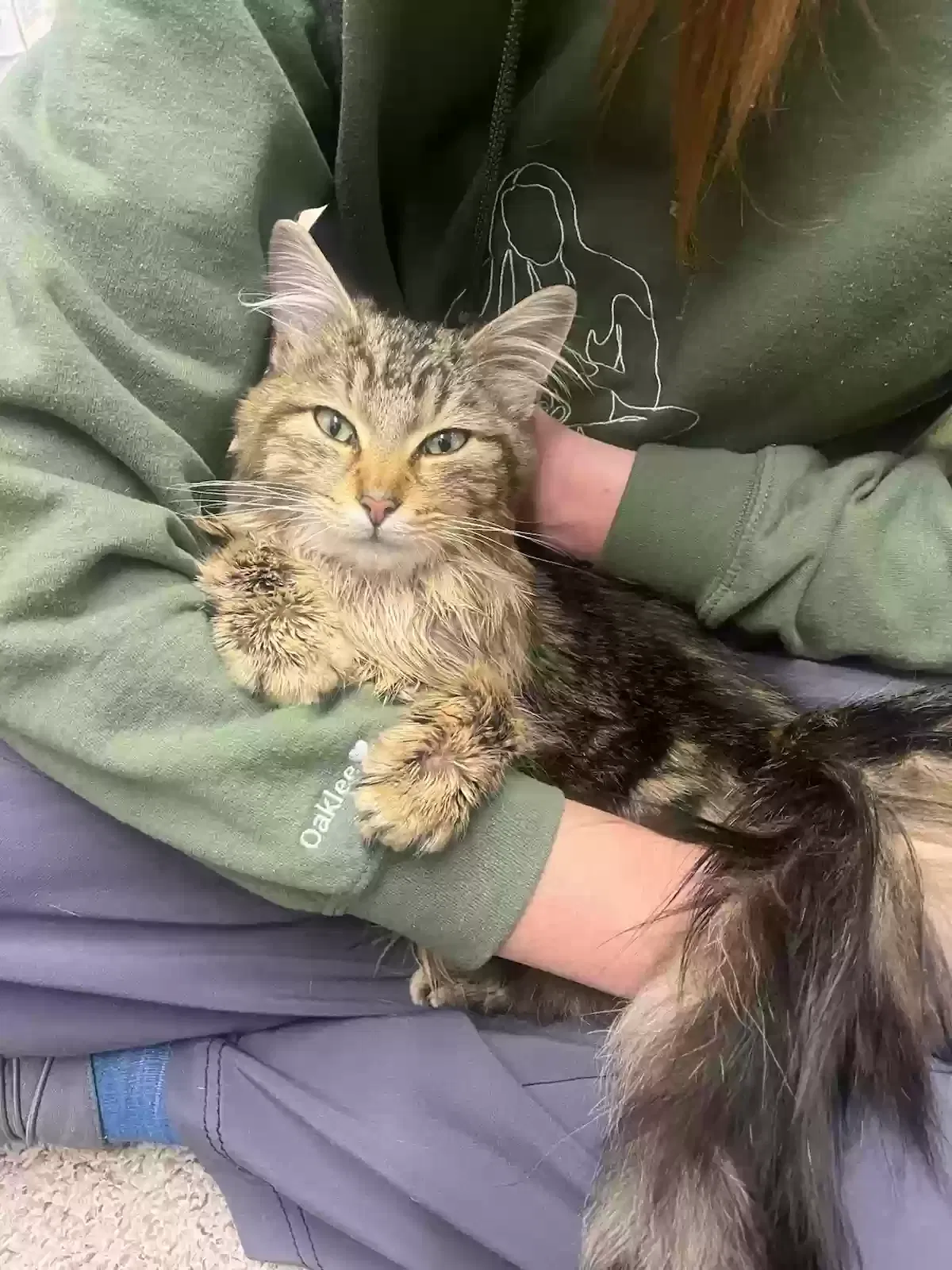 Lost cat in Valleyford, WA, 99036