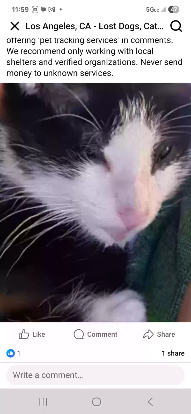 Lost cat in Los Angeles, CA, 90001