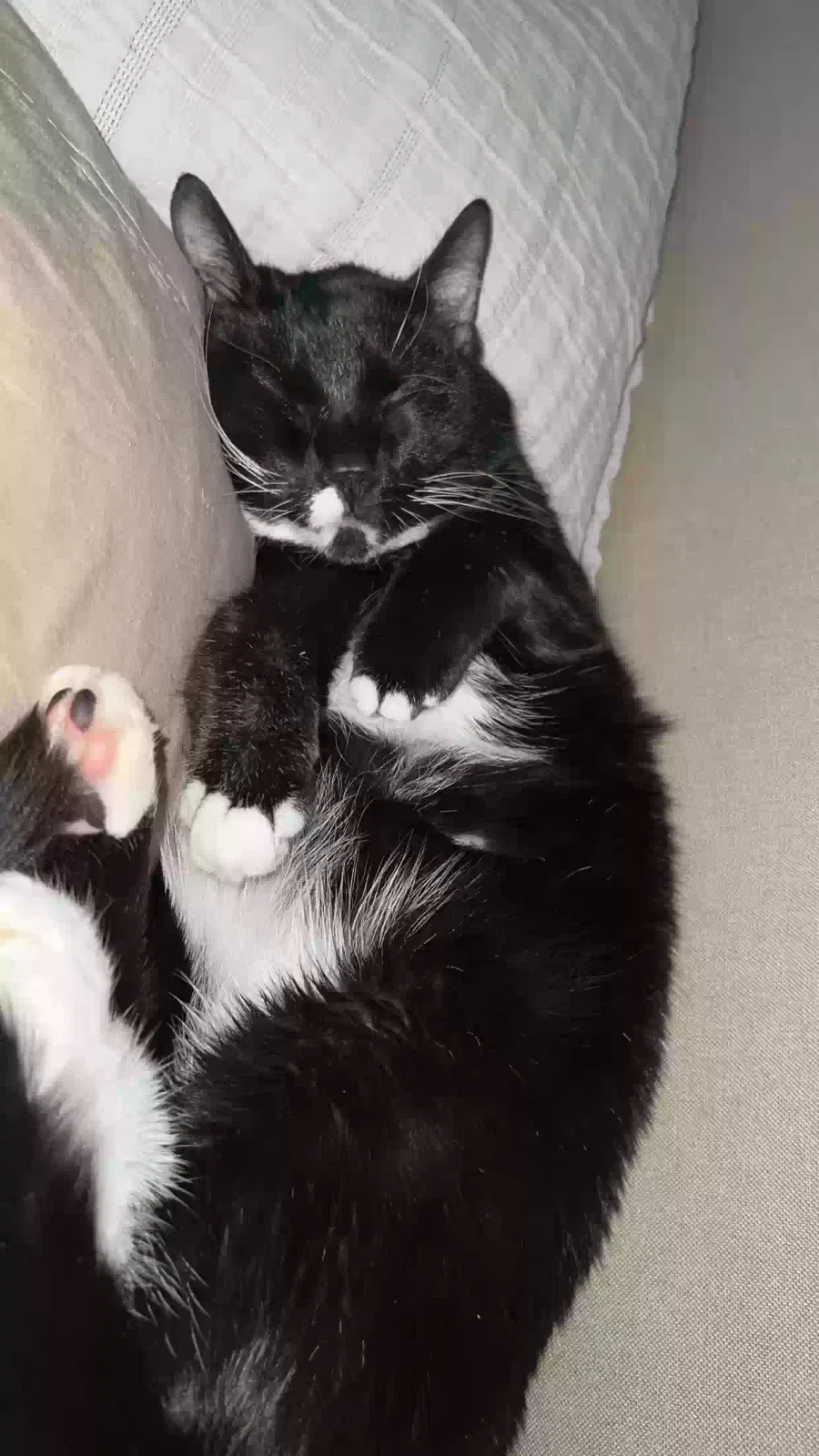 Lost cat in Oklahoma City, OK, 73160
