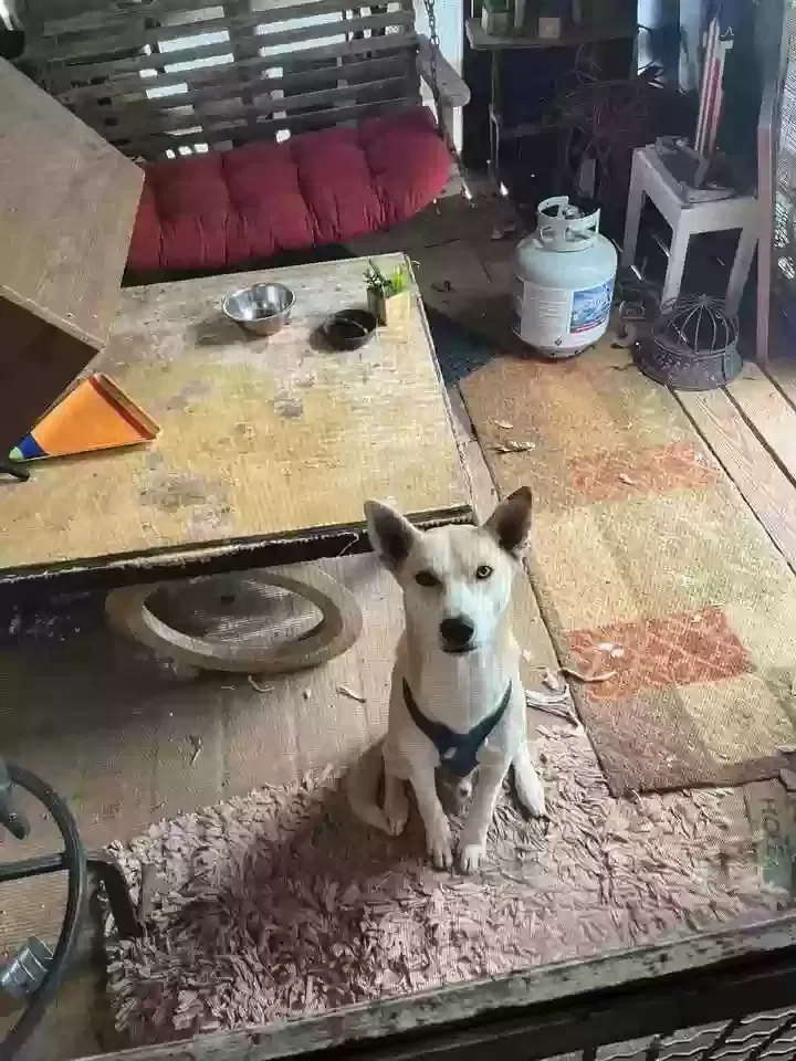 Lost dog in Commerce, GA, 30529
