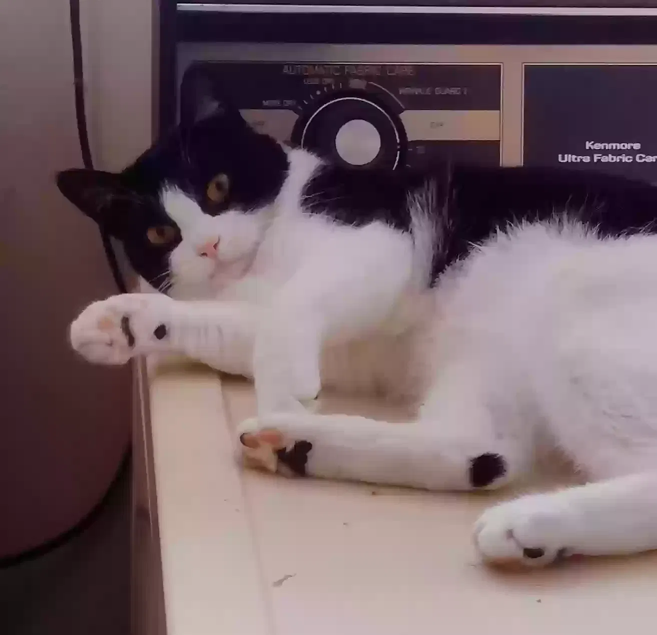 Lost cat in Eatonville, WA, 98328