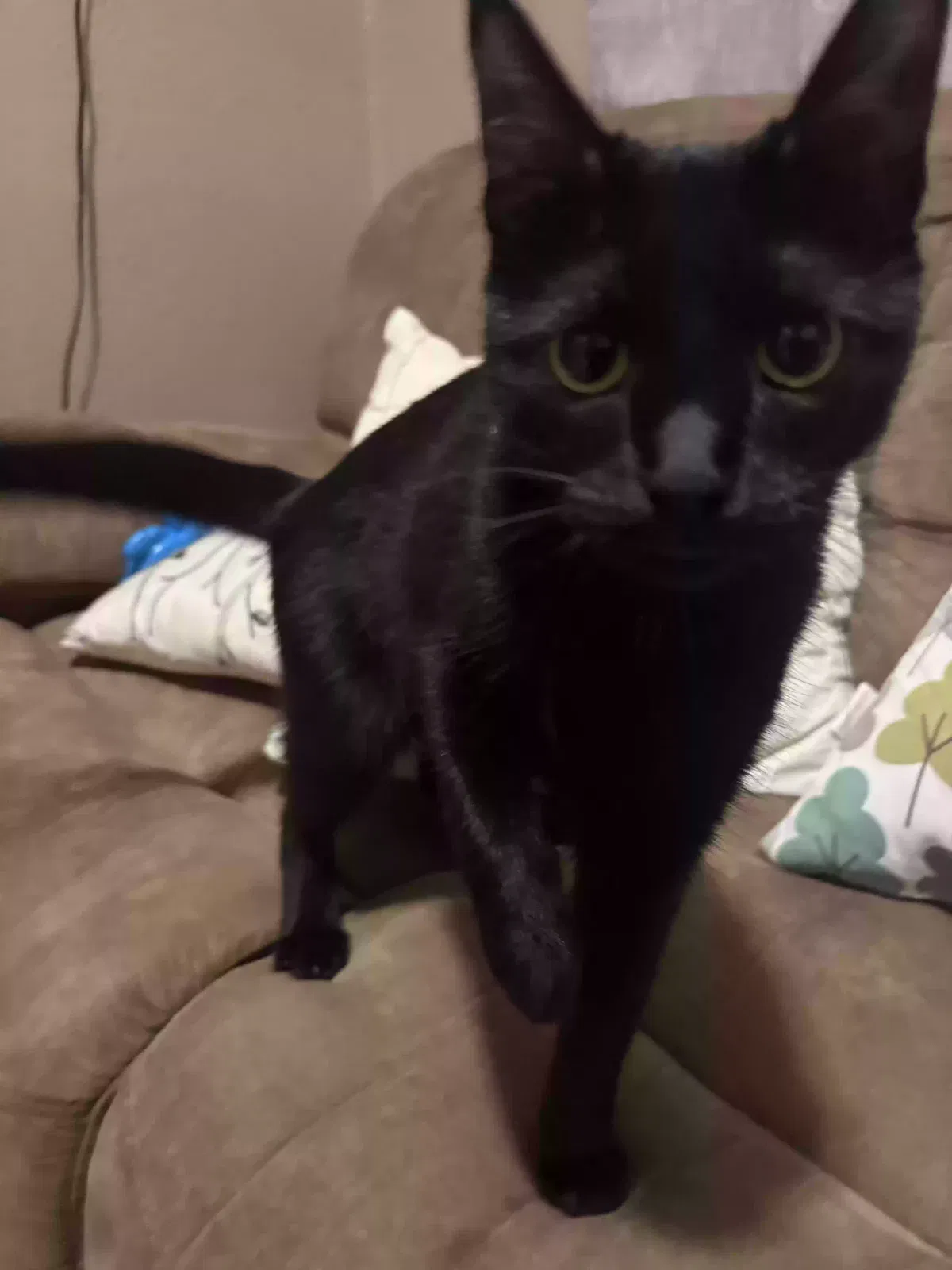 Found cat in Houston, TX, 77011