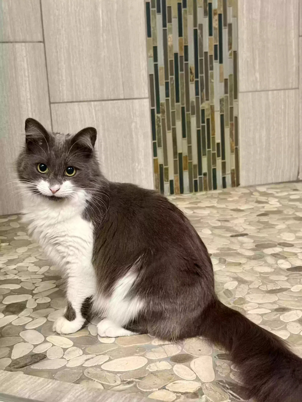 Lost cat in Medical Lake, WA, 99022