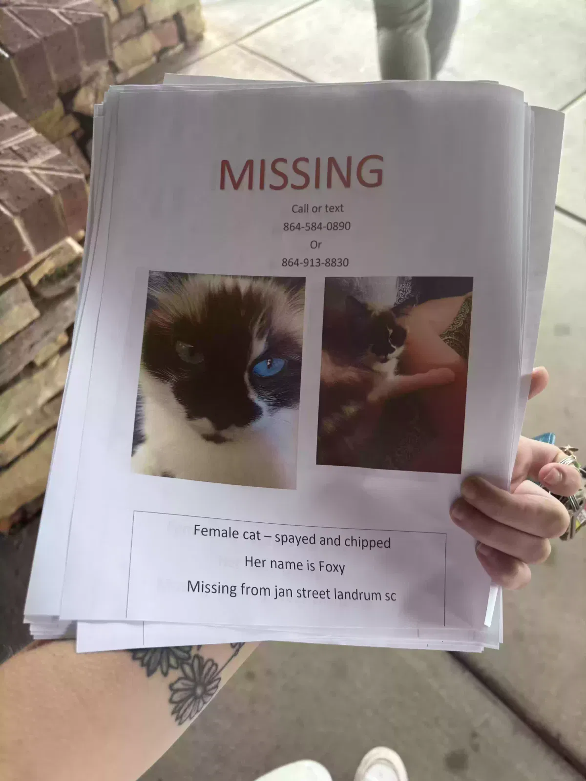 Lost cat in Landrum, SC, 29356