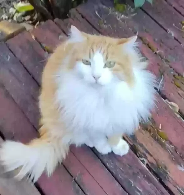 Lost cat in Portland, OR, 97230