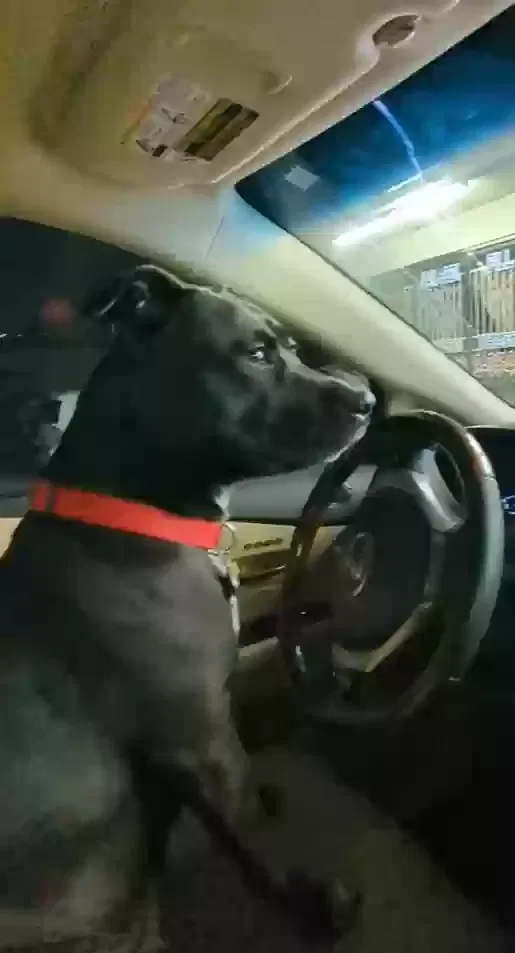 Lost dog in Compton, CA, 90221