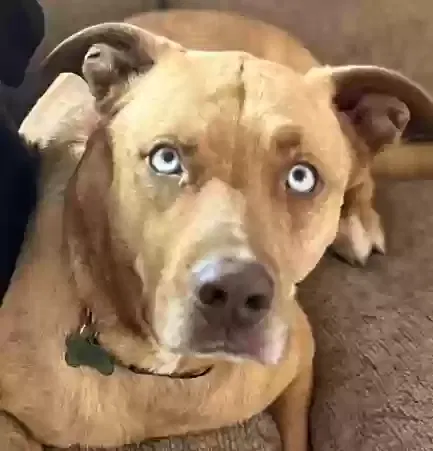 Lost dog in Kingman, AZ, 86401