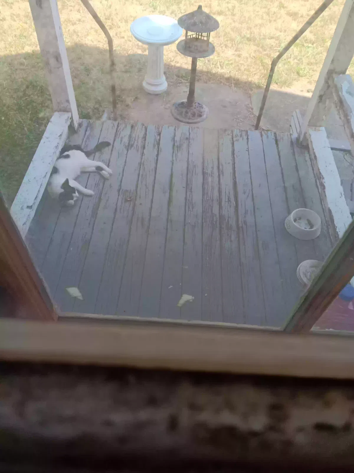 Found cat in Saint Louis, MO, 63114
