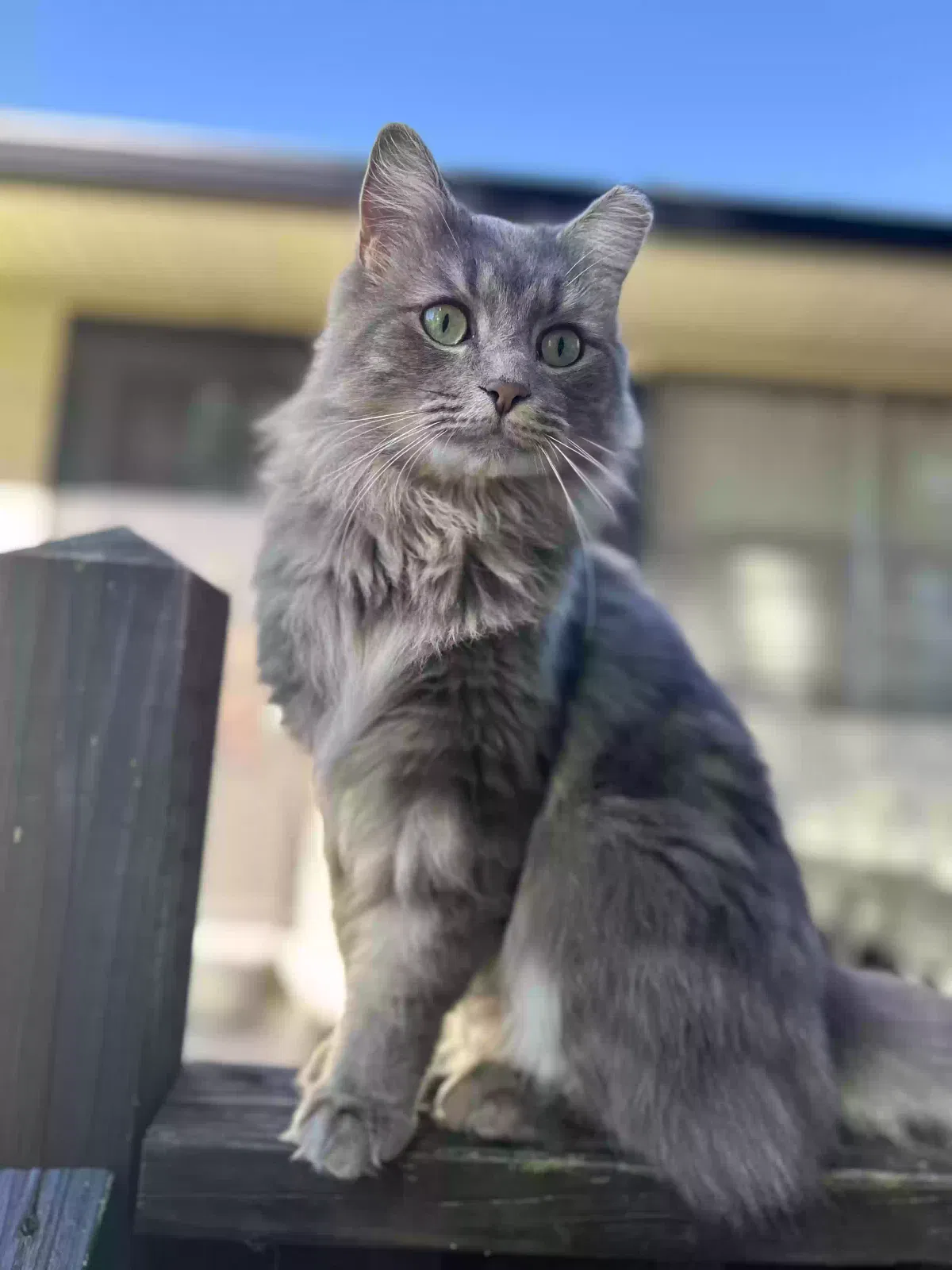 Lost cat in Corryton, TN, 37721