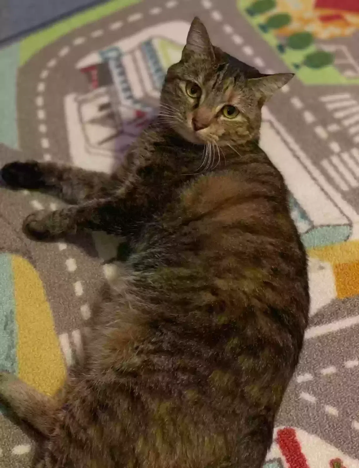 Lost cat in Wilsonville, AL, 35186