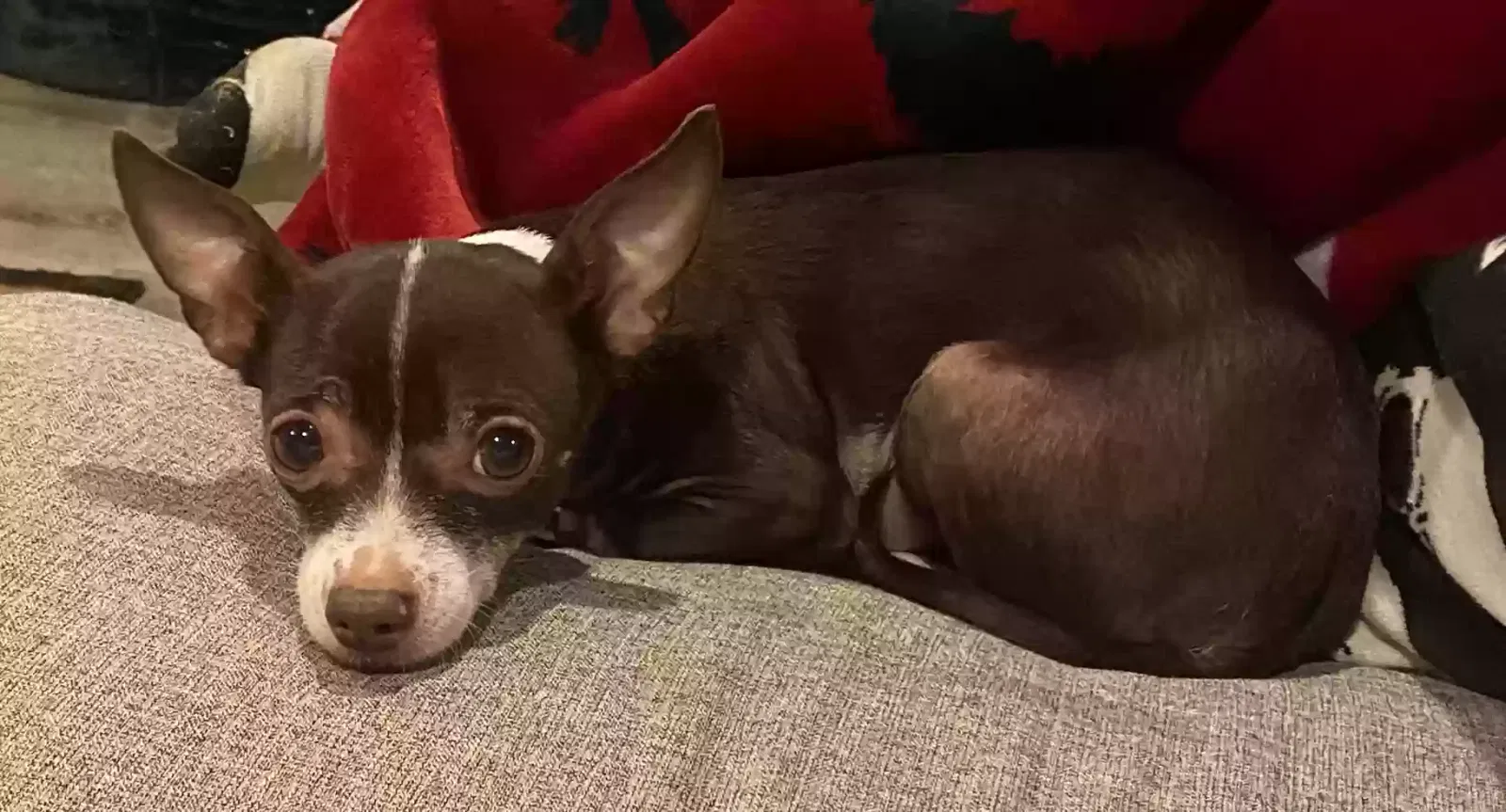 Lost dog in Houston, TX, 77055