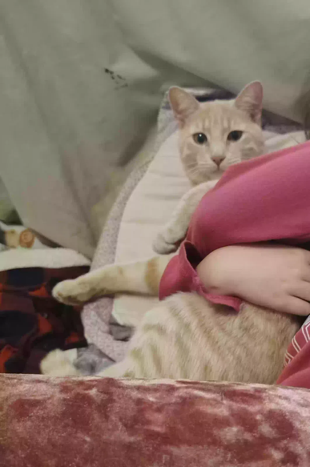 Lost cat in Alton, IL, 62002