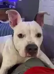 Found dog in Oklahoma City, OK, 73105