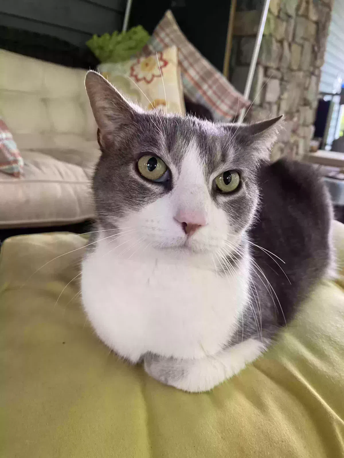 Lost cat in Flat Rock, NC, 28731