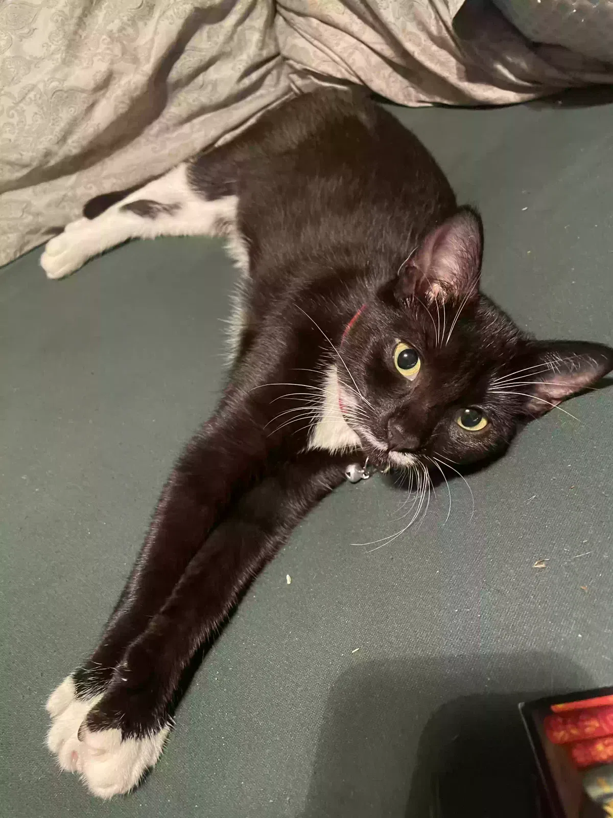 Lost cat in Seville, FL, 32190