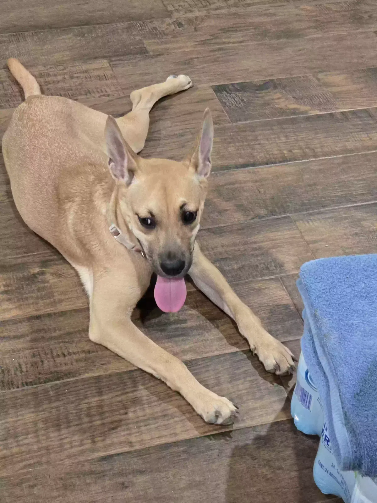 Found dog in San Antonio, TX, 78217