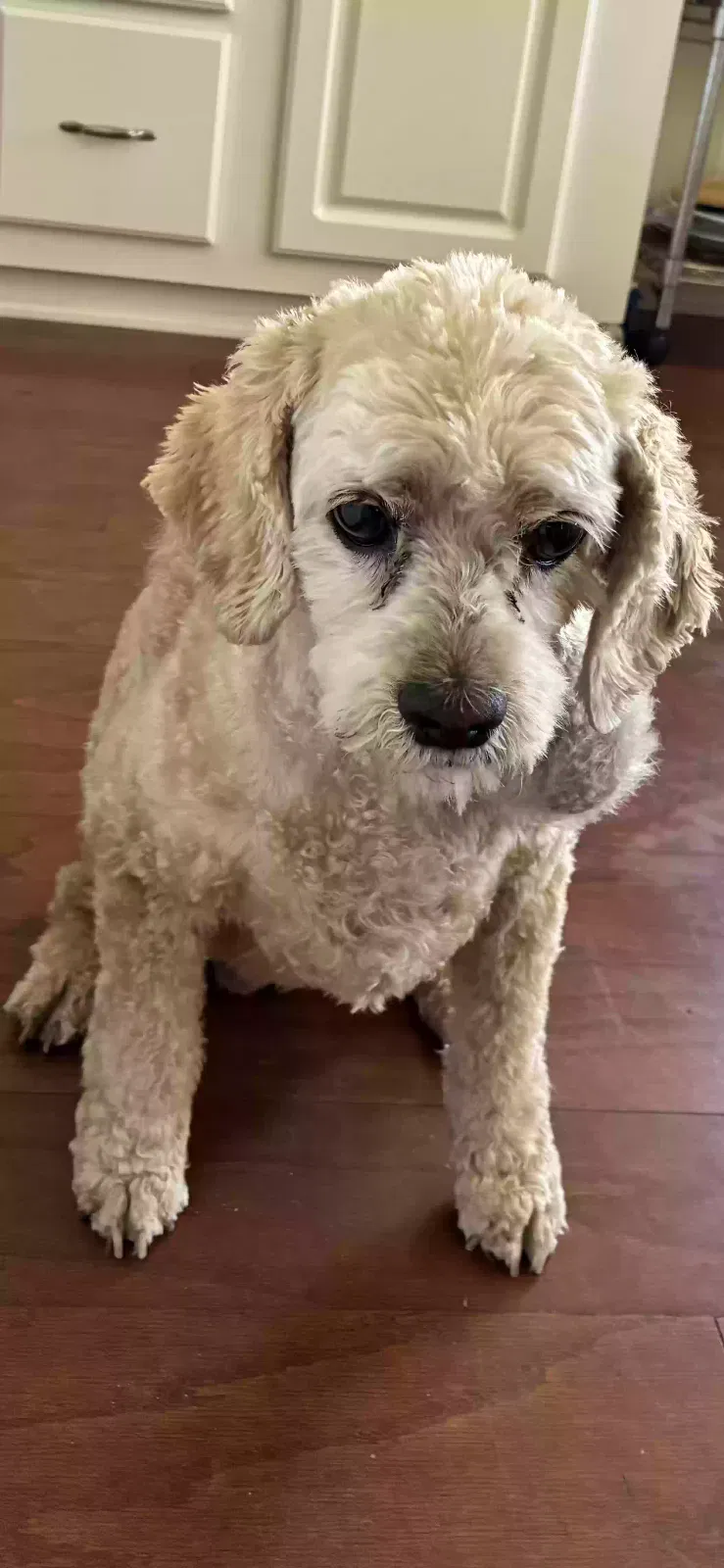 Lost dog in Oxnard, CA, 93036