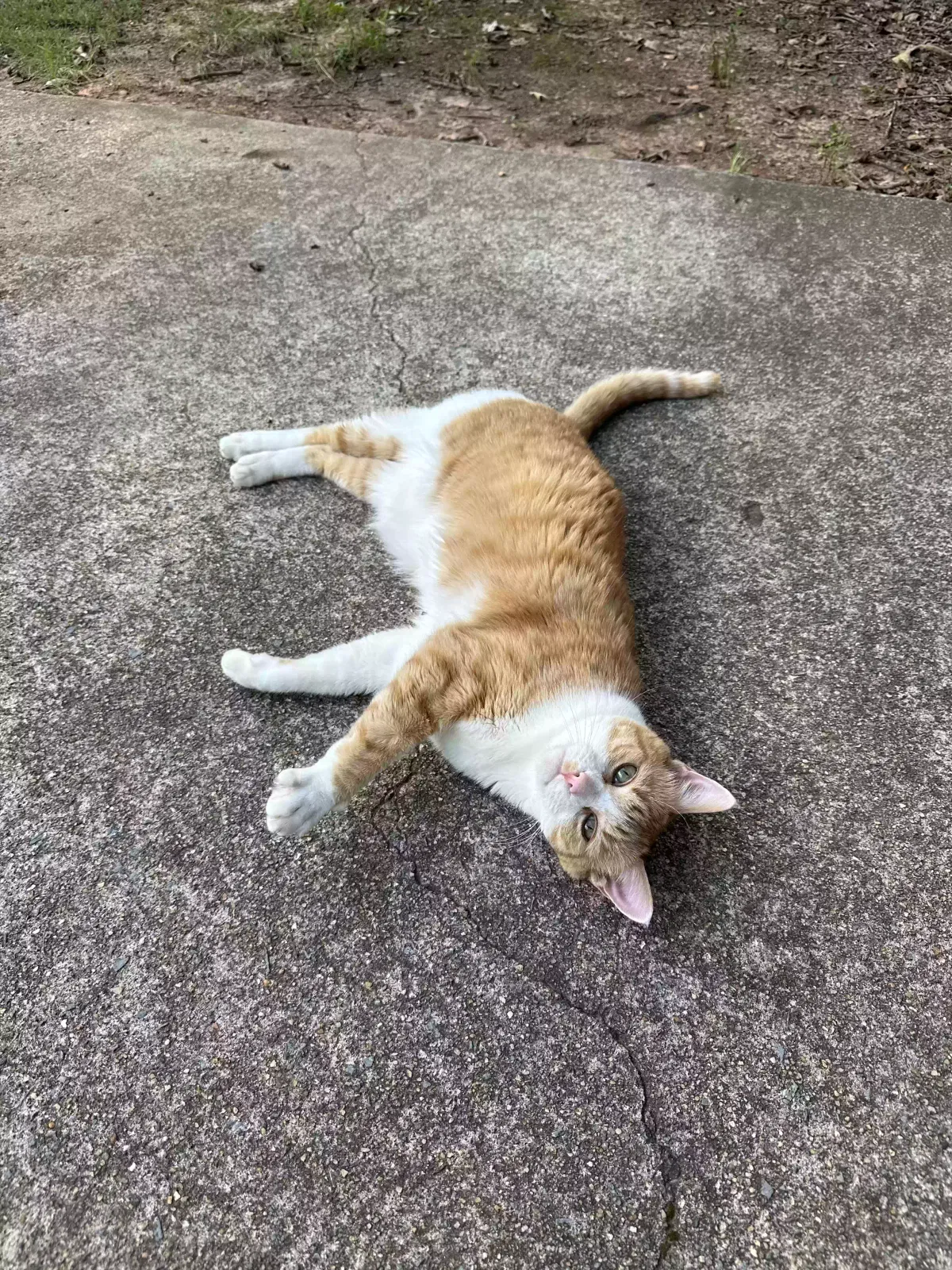 Lost cat in Canton, GA, 30114