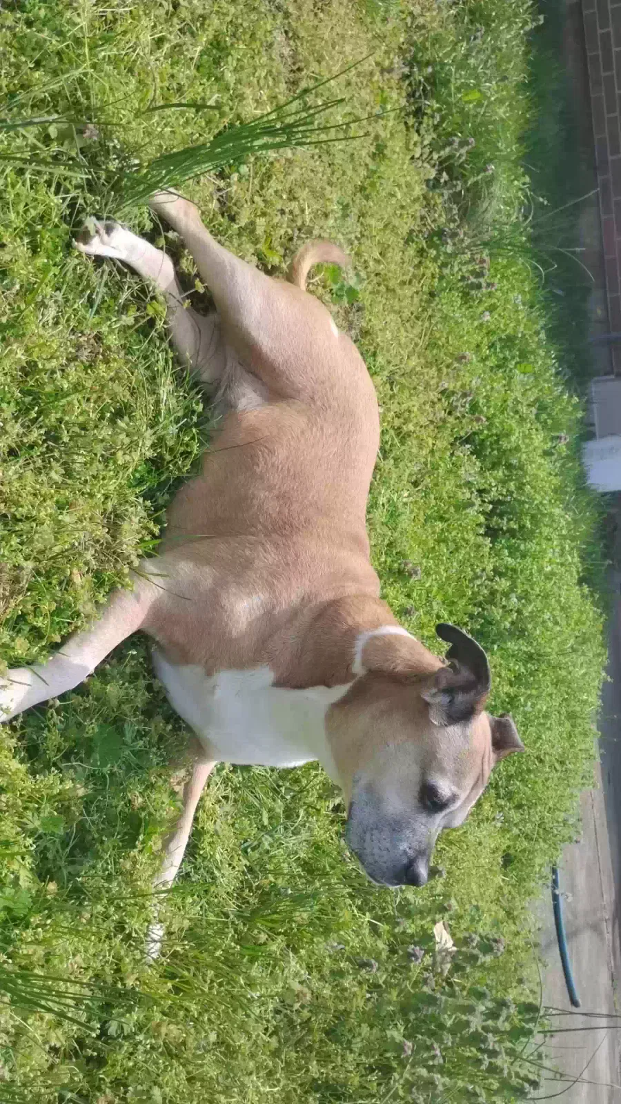 Lost dog in Hamilton, OH, 45011