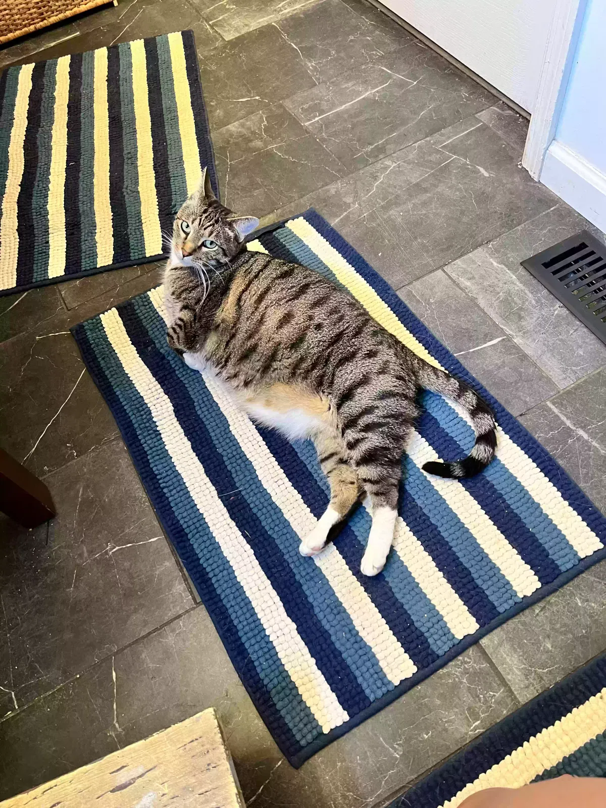 Lost cat in Seymour, TN, 37865
