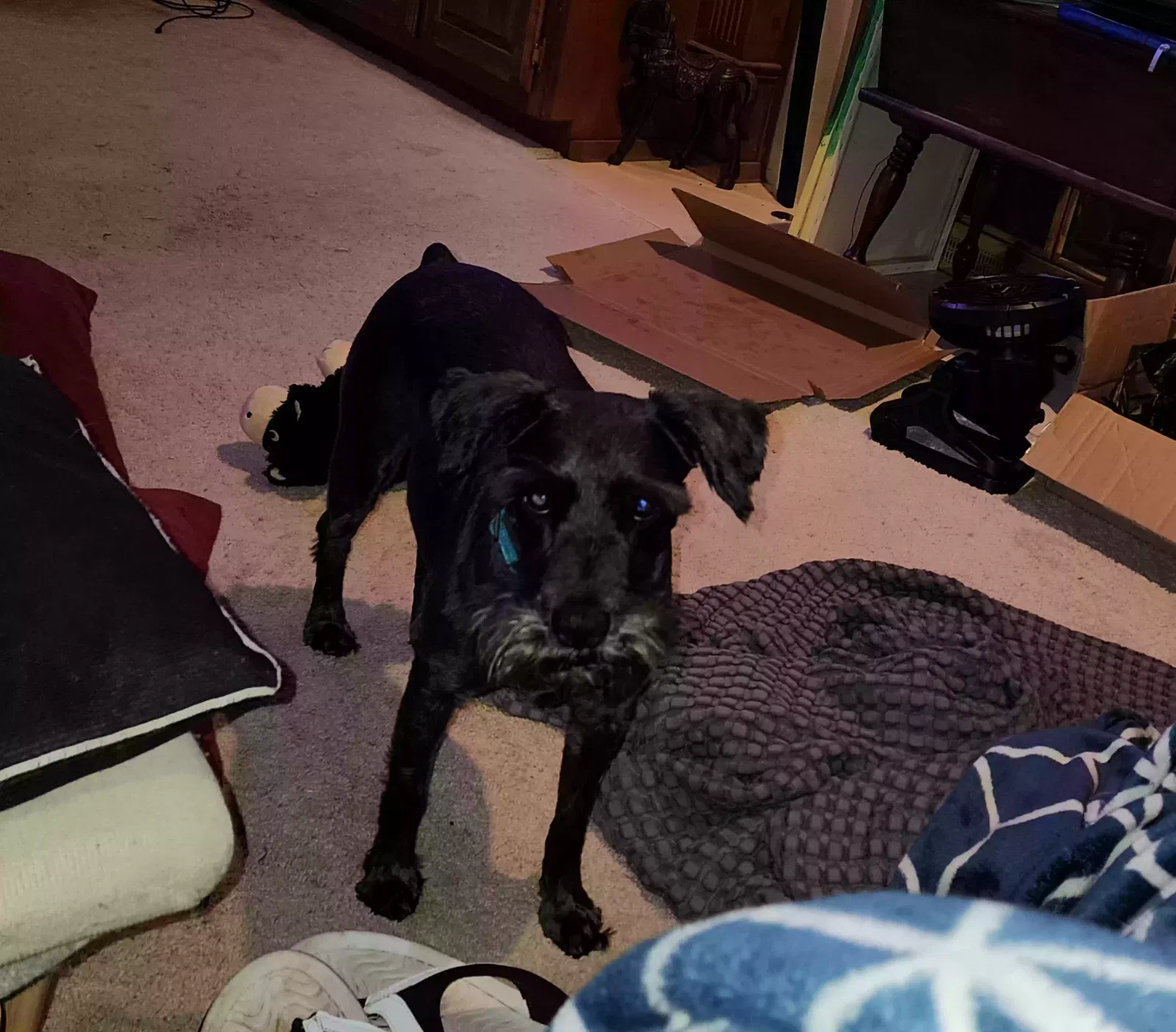 Lost dog in Athens, GA, 30607