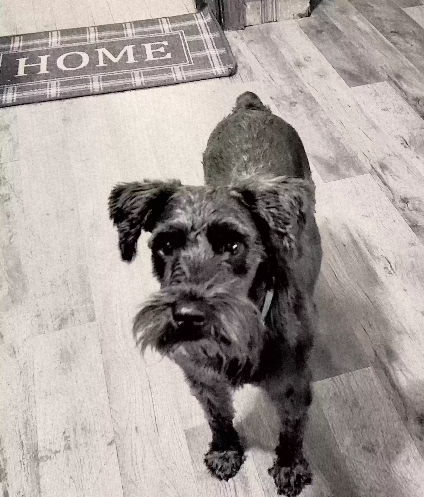 Lost dog in Athens, GA, 30607