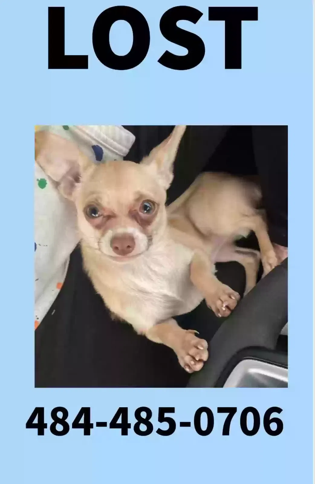 Missing Dog