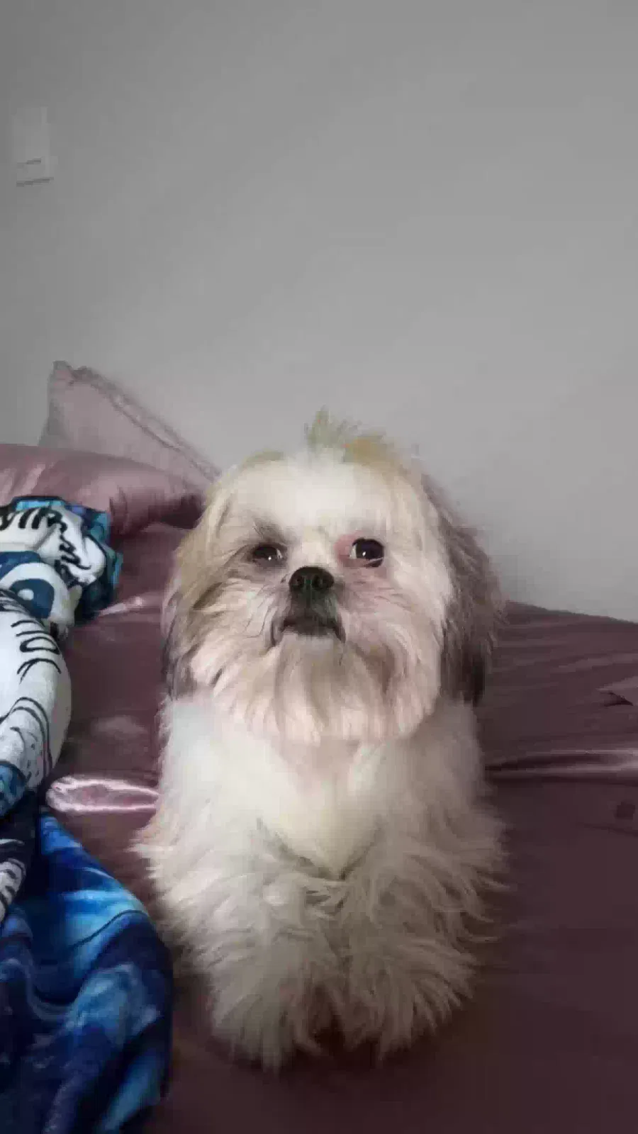 Lost dog in San Antonio, TX, 78253